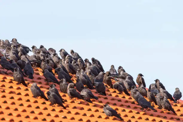 Jackdaws sitting in a flock on the roof