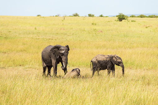 Elephants with calf on the African savannah
