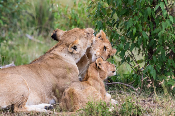 istock Lion lying and groom each other 1357850220