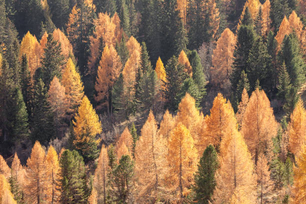 istock yellow larches and green pine trees at fall in the woods 1357850231
