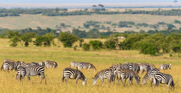 istock Flock of Zebras grazing grass on the savannah 1357850310