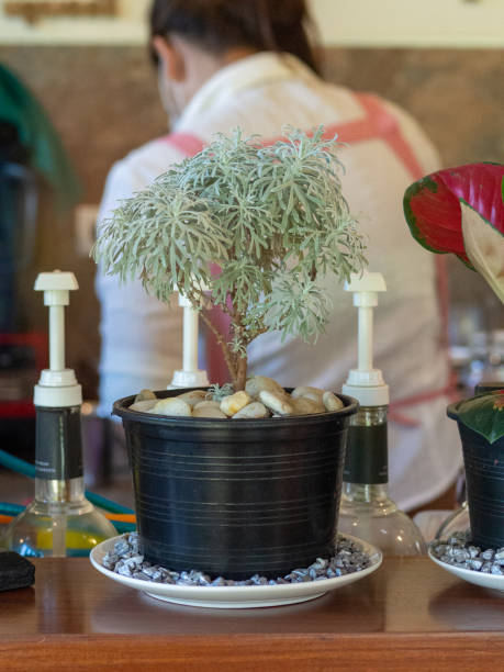 istock tree and pot on coffee shop 1357850410