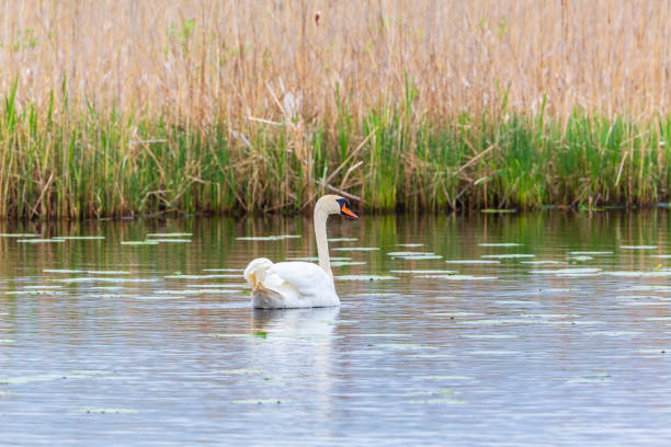 Free picture: White mute swan (Cygnus olor) bird in swamp natural habitat