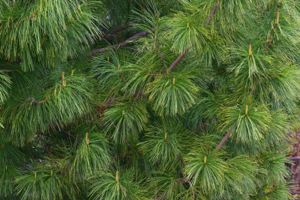 evergreen branches of siberian cedar - tree stream forest woods imagens e fotografias de stock