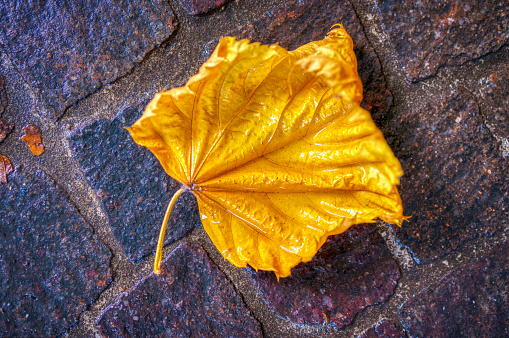 autumn dry leaf on wet cobbled sidewalk