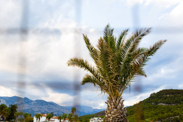 big palm tree on the background of the mountain