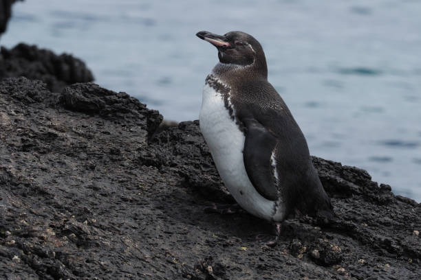 The Galápagos penguin is a penguin endemic to the Galápagos Islands. It is the only penguin found north of the equator.