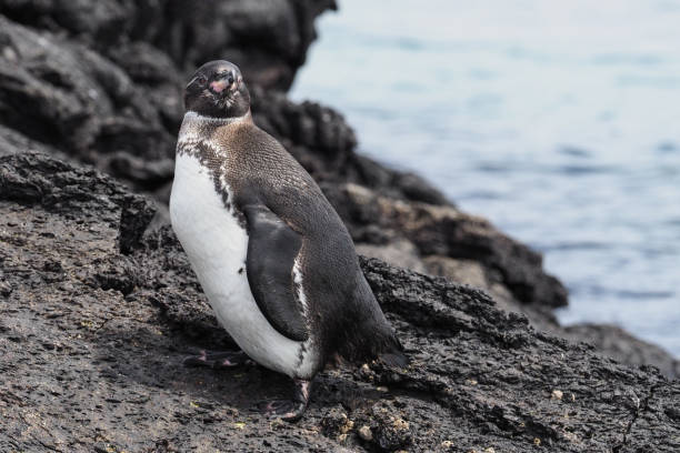 istock Penguin´s on Isabela, Galapagos Islands 1357856154