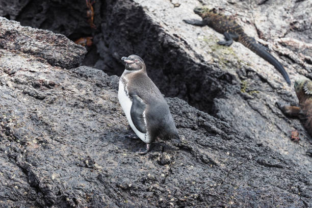 istock Penguin´s on Isabela, Galapagos Islands 1357856162