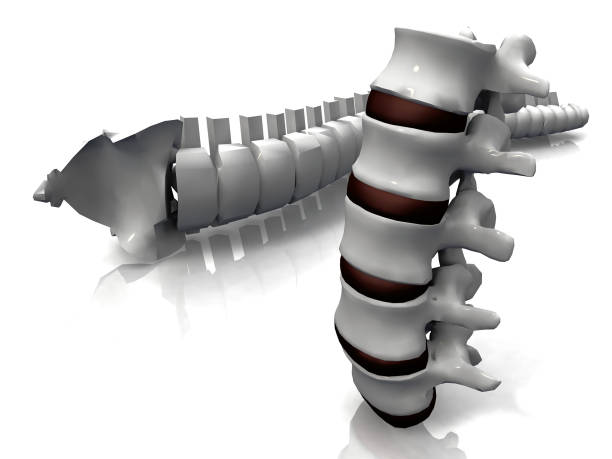 istock the spine and the vertebrae 1357857356