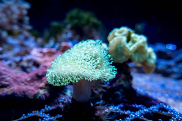 istock Small fluorescent tentacle anemone in an aquarium 1357857594
