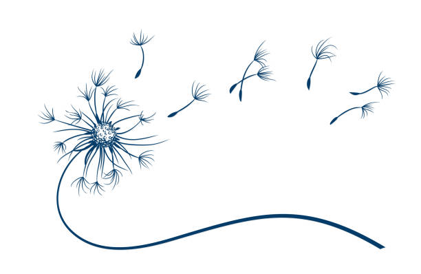 The field dandelion symbol with flying seeds. The Field dandelion flower symbol with flying seeds. dandelion stock illustrations