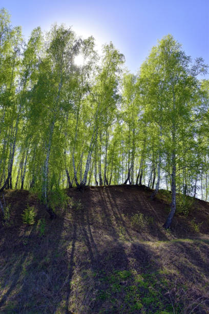 a young transparent birch forest on the top of the irenskaya mountain - tree stream forest woods imagens e fotografias de stock