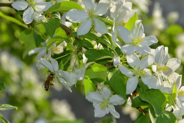 istock A bee collects sweet nectar from white inflorescences 1357858040