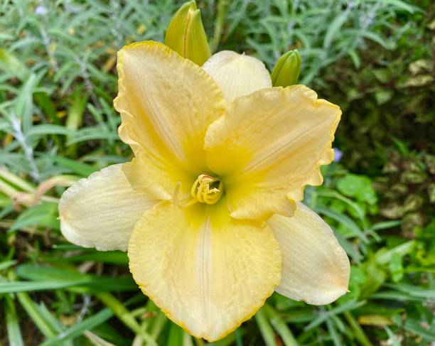istock Yellow Day Lily Flower in Bloom 1357858179