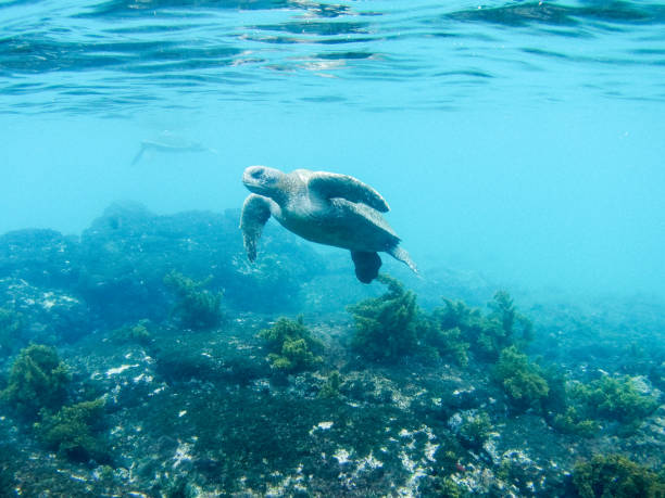 istock Punta Moreno underwater, Isabela, Galapagos islands, Part 2 1357860125