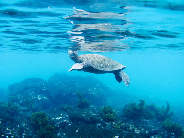 istock Punta Moreno underwater, Isabela, Galapagos islands, Part 2 1357860143