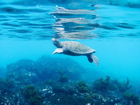 hawksbill turtle swimming in the Indian Ocean close to  La réunion island