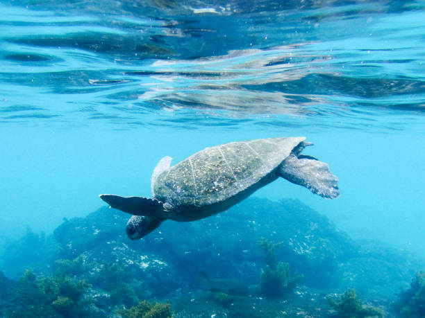 istock Punta Moreno underwater, Isabela, Galapagos islands, Part 2 1357860182