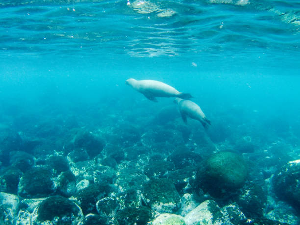 istock Punta Moreno underwater, Isabela, Galapagos islands, Part 2 1357860370