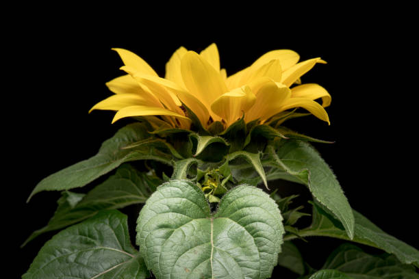 istock Young sunflower flower 1357860426