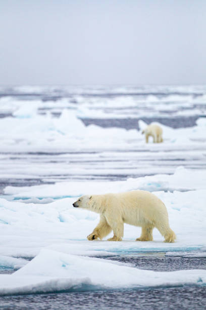 ciekawy samiec niedźwiedzia polarnego spaceruje wzdłuż lodowej krawędzi w morzach arktycznych - polar bear global warming ice bear zdjęcia i obrazy z banku zdjęć