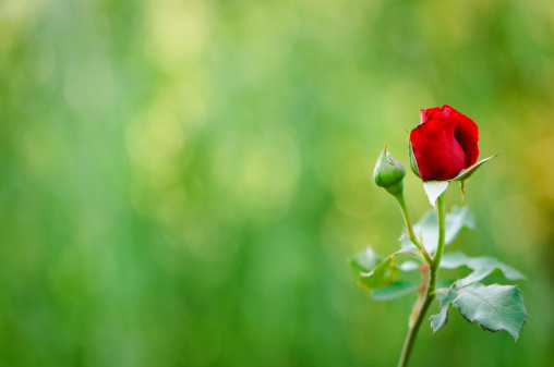 A red rose about to open along side a rose bud.  Out of focus background for copy.