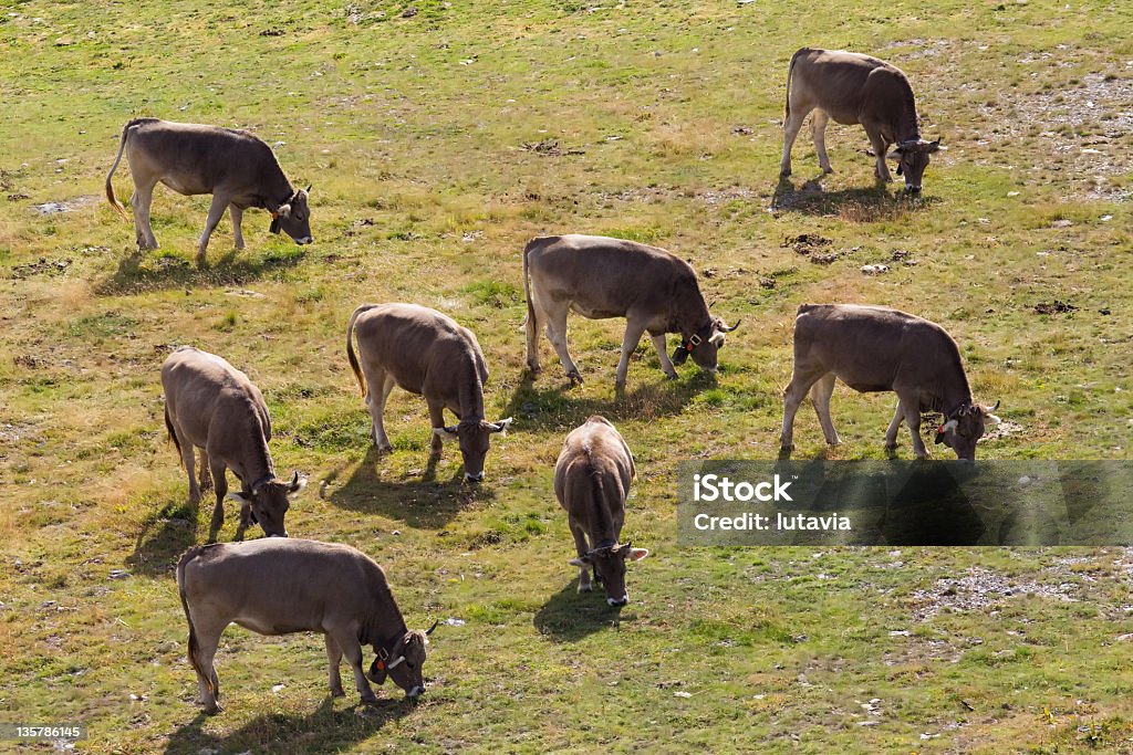 cow mountain in the Alps Agriculture Stock Photo