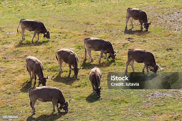 Cow Mountain In The Alps Stock Photo - Download Image Now - Agriculture, Animal, Beauty