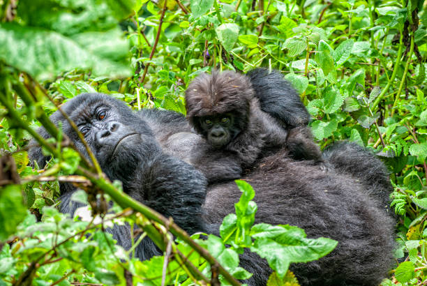 Female Mountain Gorilla with her Baby on the chest A female mountain gorilla with her young baby, they are a part of a group of the rare Mountain Gorillas (gorilla beringei beringei) in Volcanoes National Park in the Virunga Mountains. gorilla stock pictures, royalty-free photos & images
