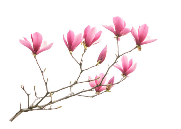 istock magnolia flowers isolated on white 1357861930