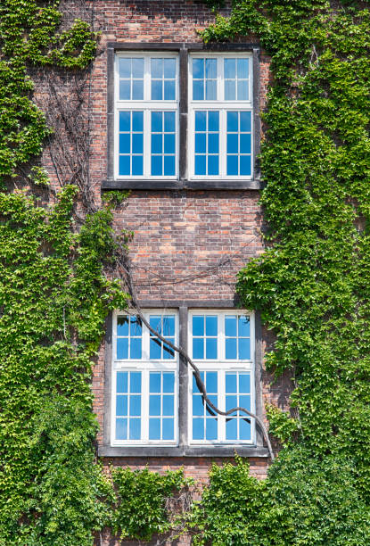 istock Green ivy covering building wall 1357862712