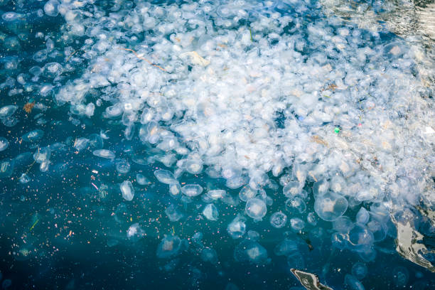 molti ellyfish sul mare scuro - jellyfish underwater water light foto e immagini stock