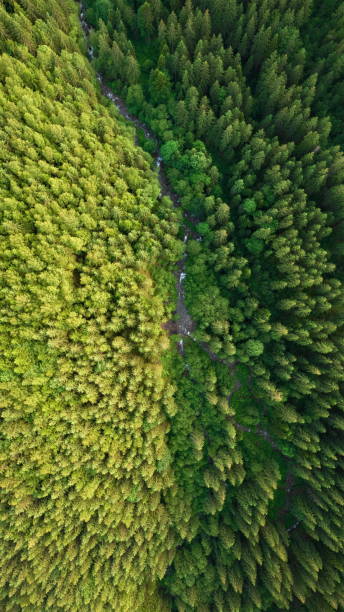 istock Aerial view of spruce forest 1357862845
