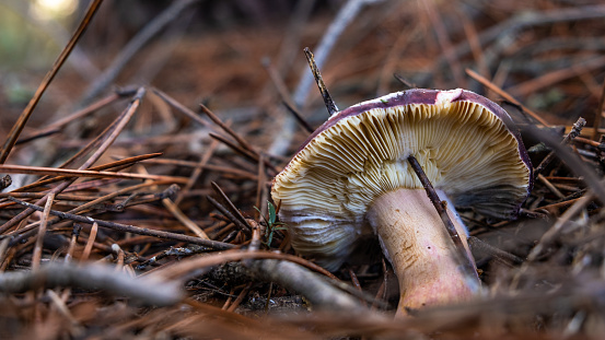 Nutty brittlegill mushroom, wild edible fungus from Spain with scientific name Russula integra