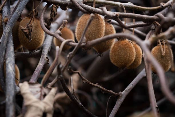 Close up of kiwi tree in winter. Blurred background. Dry tree branches and leaves. Copy space.
