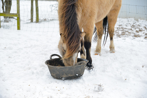 Heart meal Ona cold winters day- pony feeding from a large feed bucket in a snow covered field on a winters day in rural Shropshire UK