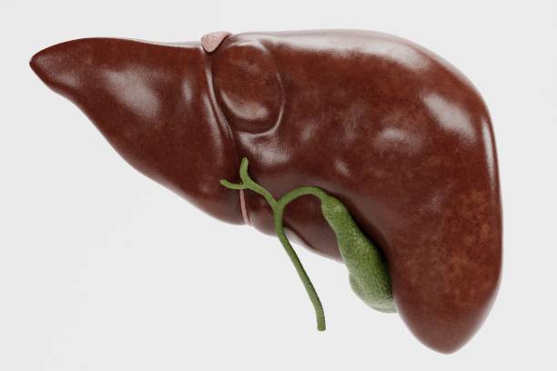 istock Realistic 3D Render of Human Liver 1357866836