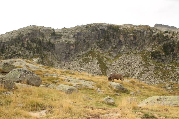 istock cow grazing in the mountains 1357867007