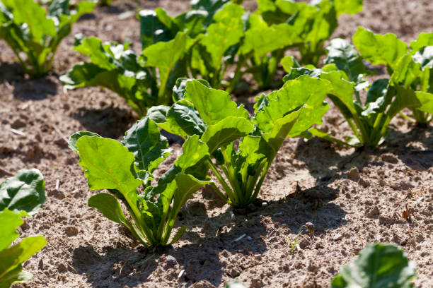 istock cultivation of sugar beet for the production 1357867121