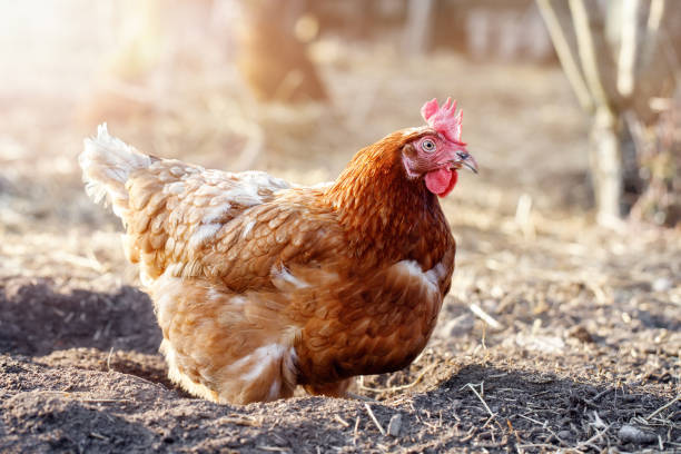 istock Ground bathing hen in a sunlight summer background 1357867330