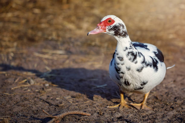 Muscovy duck white with dark spots like Dalmatian colours stock photo