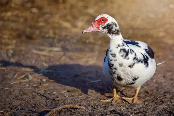 Photo of Muscovy duck white with dark spots like Dalmatian colours