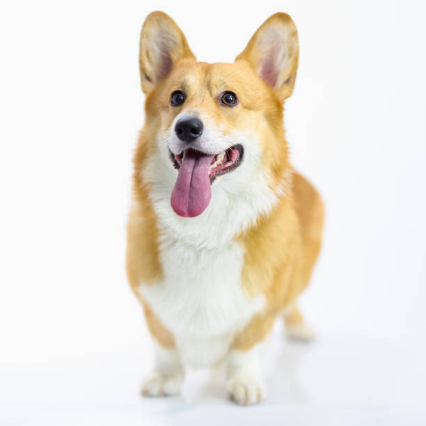 Welsh corgi pembroke puppy stands on white background Welsh corgi pembroke puppy stands on white background. Nature and content of welsh corgi concept happy corgi stock pictures, royalty-free photos & images