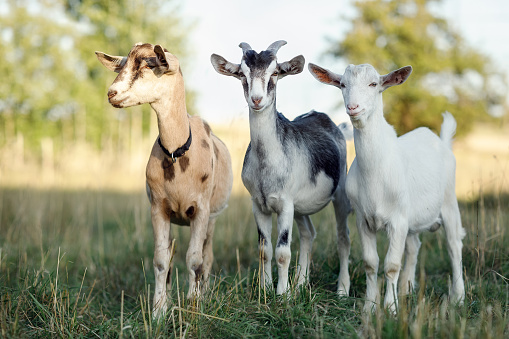 Three goats of different colors lined up in a summer meadow and look at the photographer.