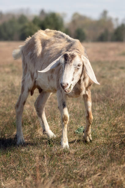 Skinny old sick goat in a dry meadow stock photo