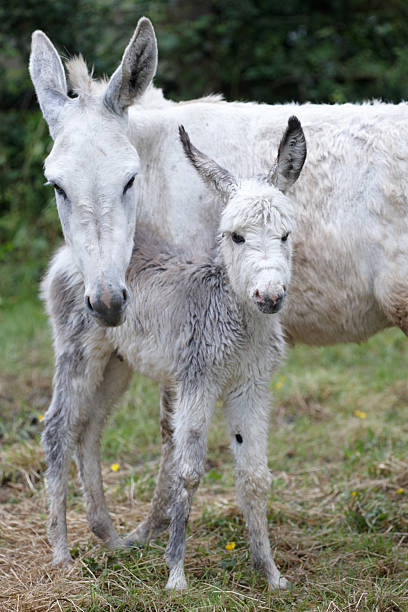 istock Donkeys mother and foal standing 135786827