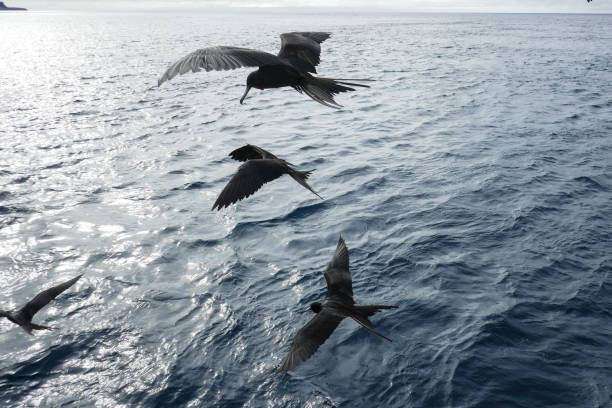 istock Frigatebird on flight, Floreana, Galapagos Islands 1357869226