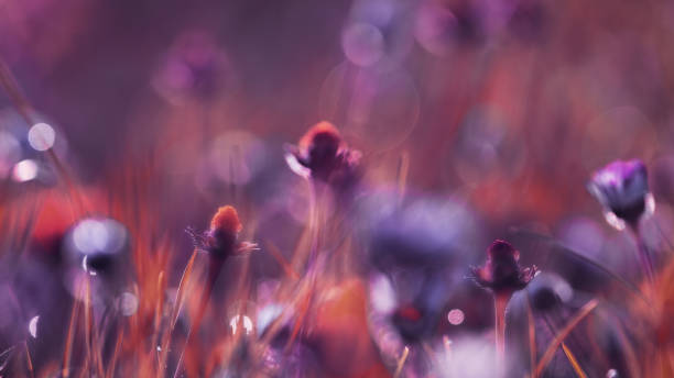 istock Defocused image with field flowers on a sunny day 1357869414