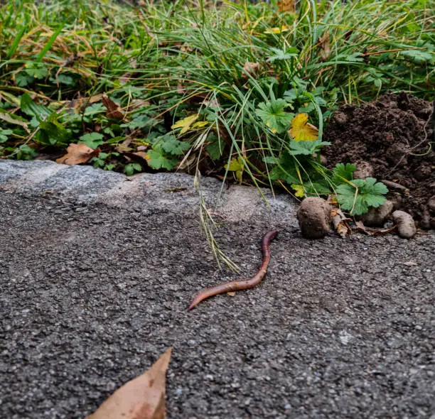 Photo of Earthworm is looking for earth